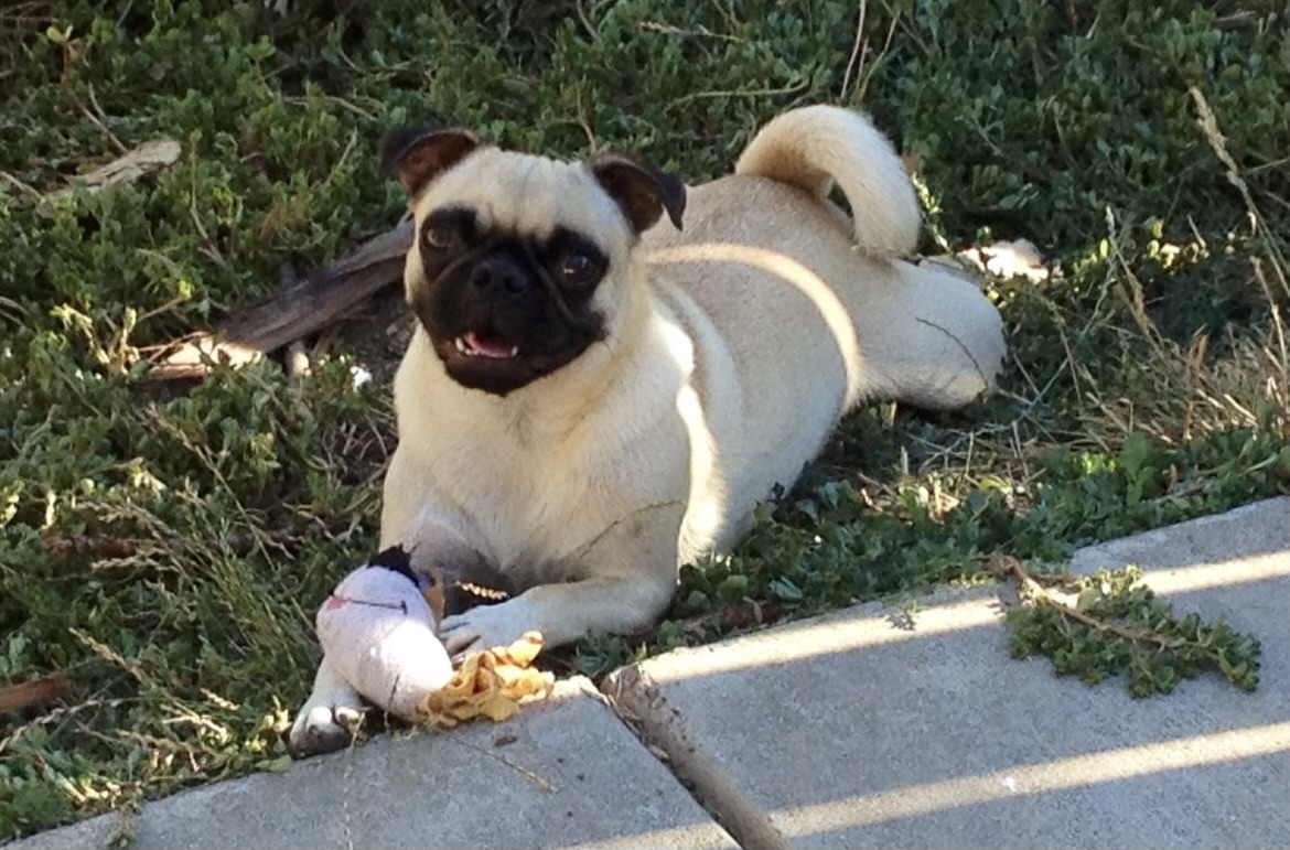 Happy dog cared for by Paws on the Go Chico CA