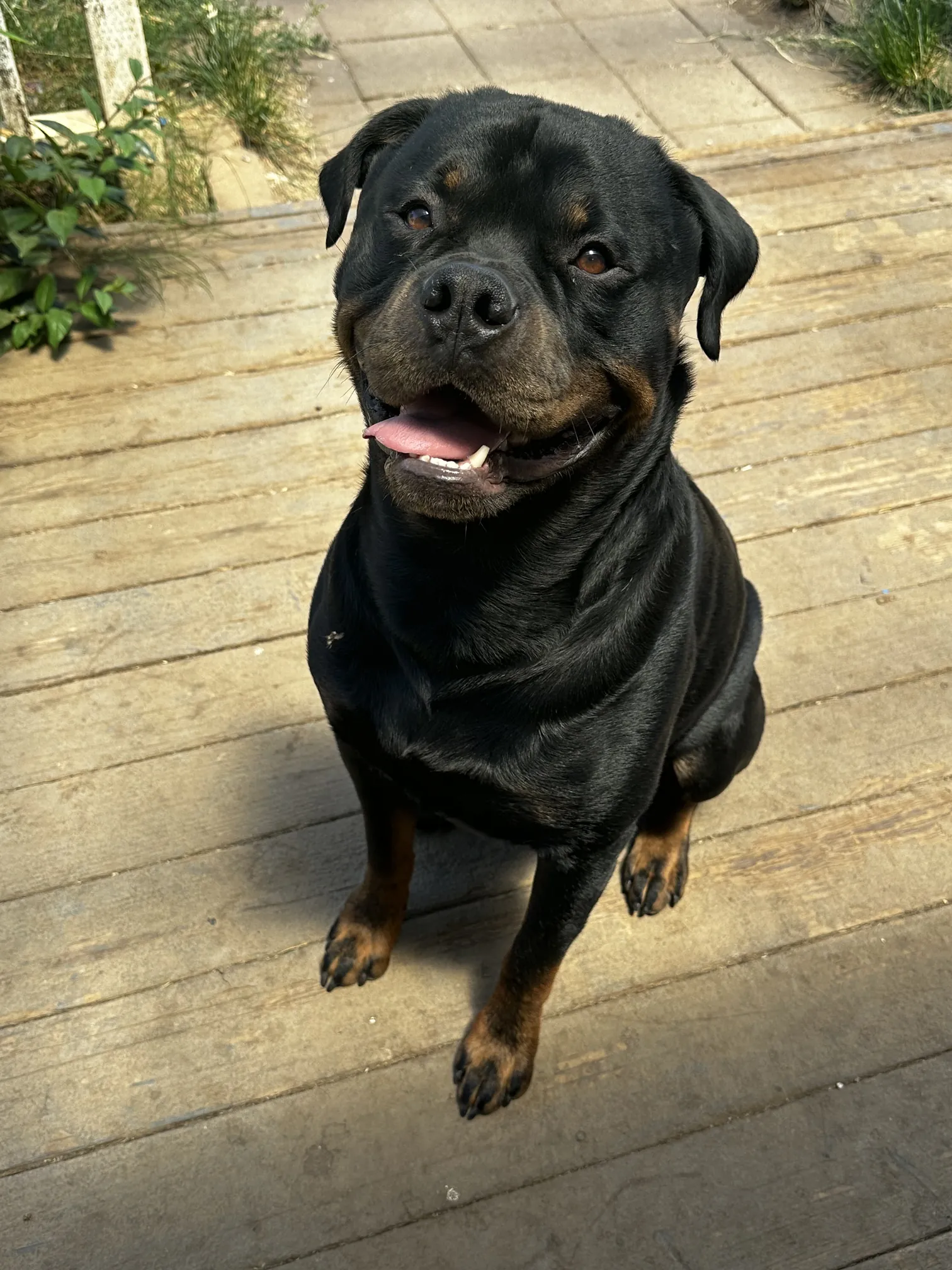 Happy Rottweiler cared for by Paws on the Go Chico CA