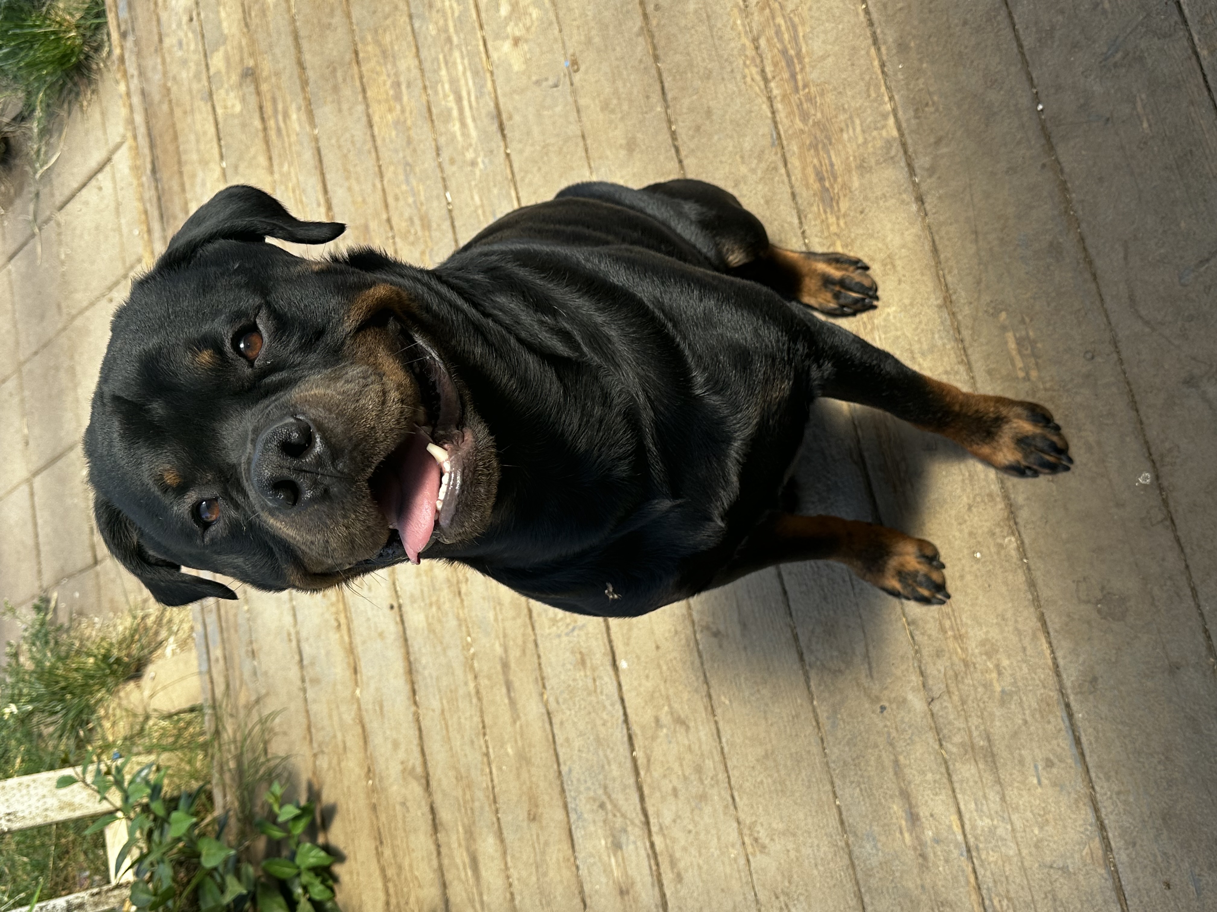 Happy Rottweiler client of Paws on the Go Chico CA