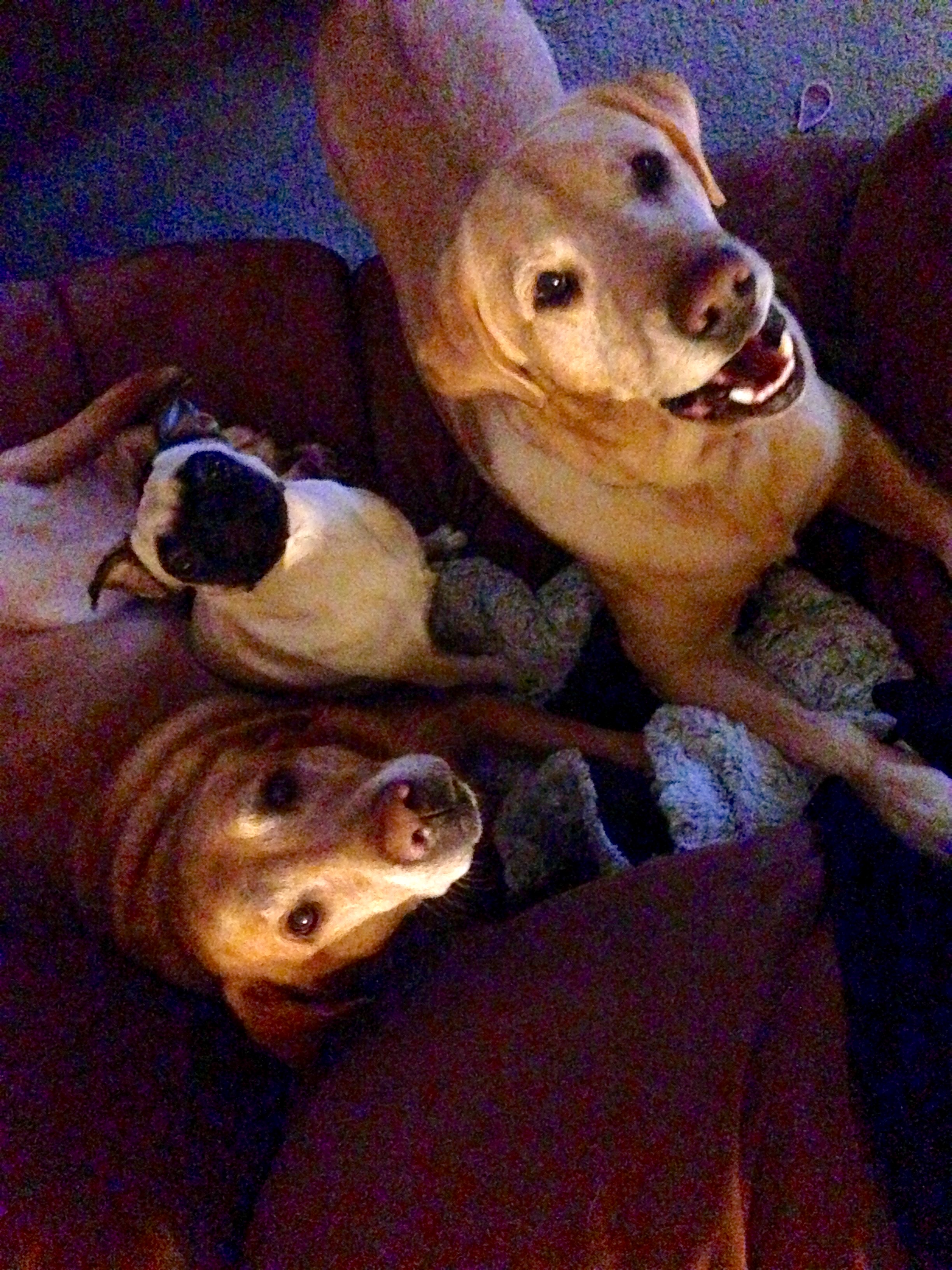 Dogs relaxing at home after Paws on the Go drop-in visit